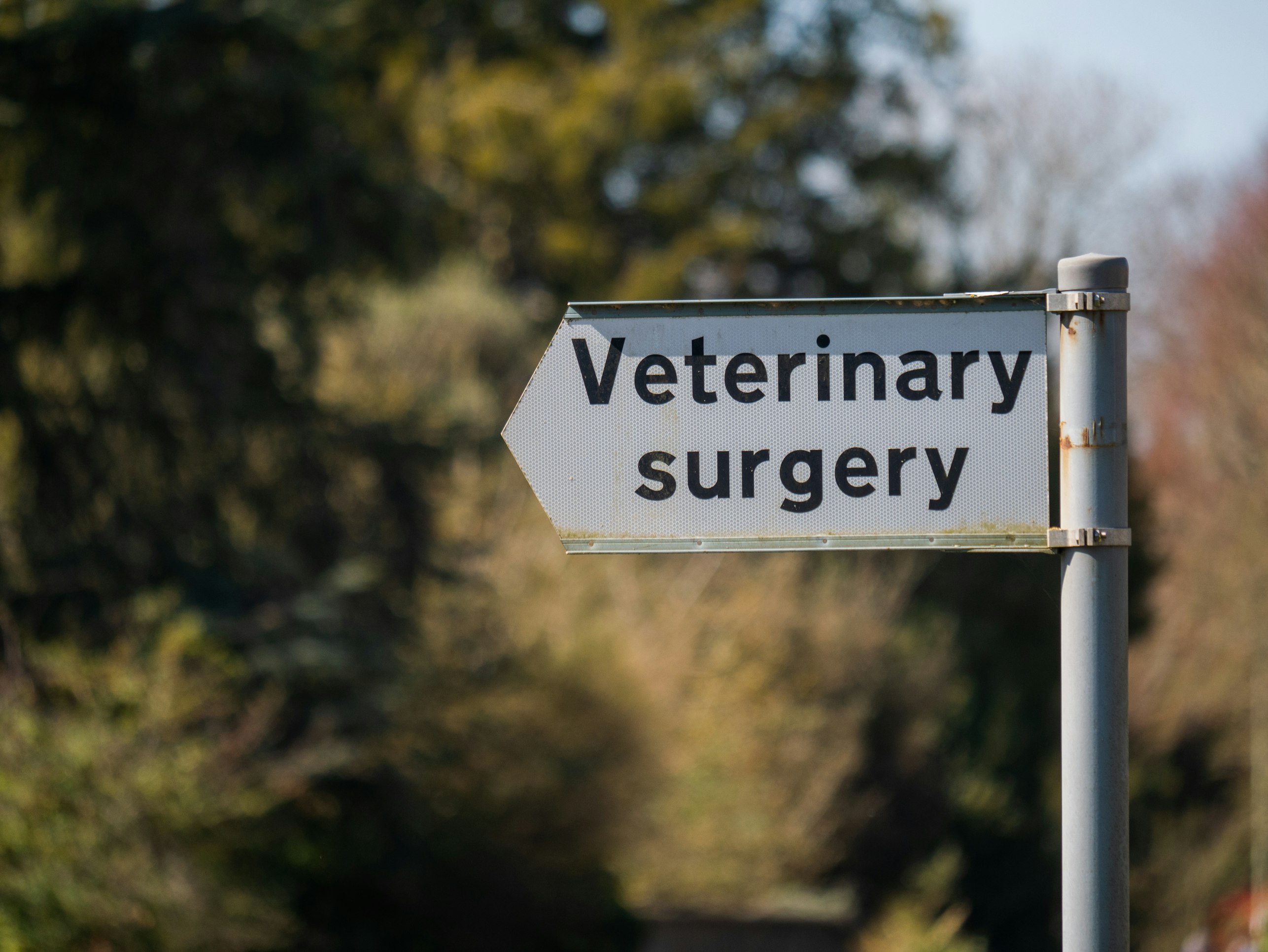 veterinary-surgery
