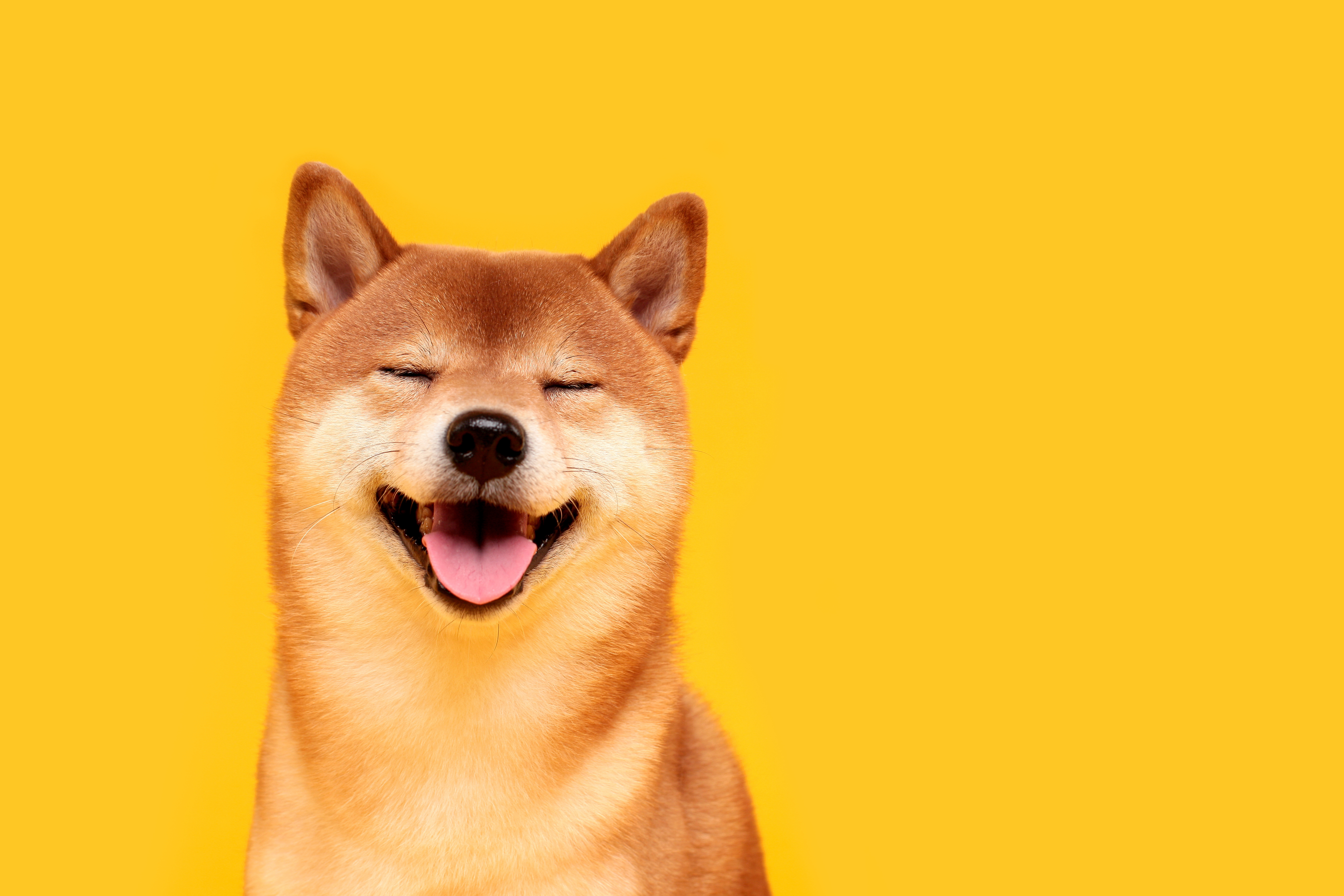 Genetic Testing for Pets