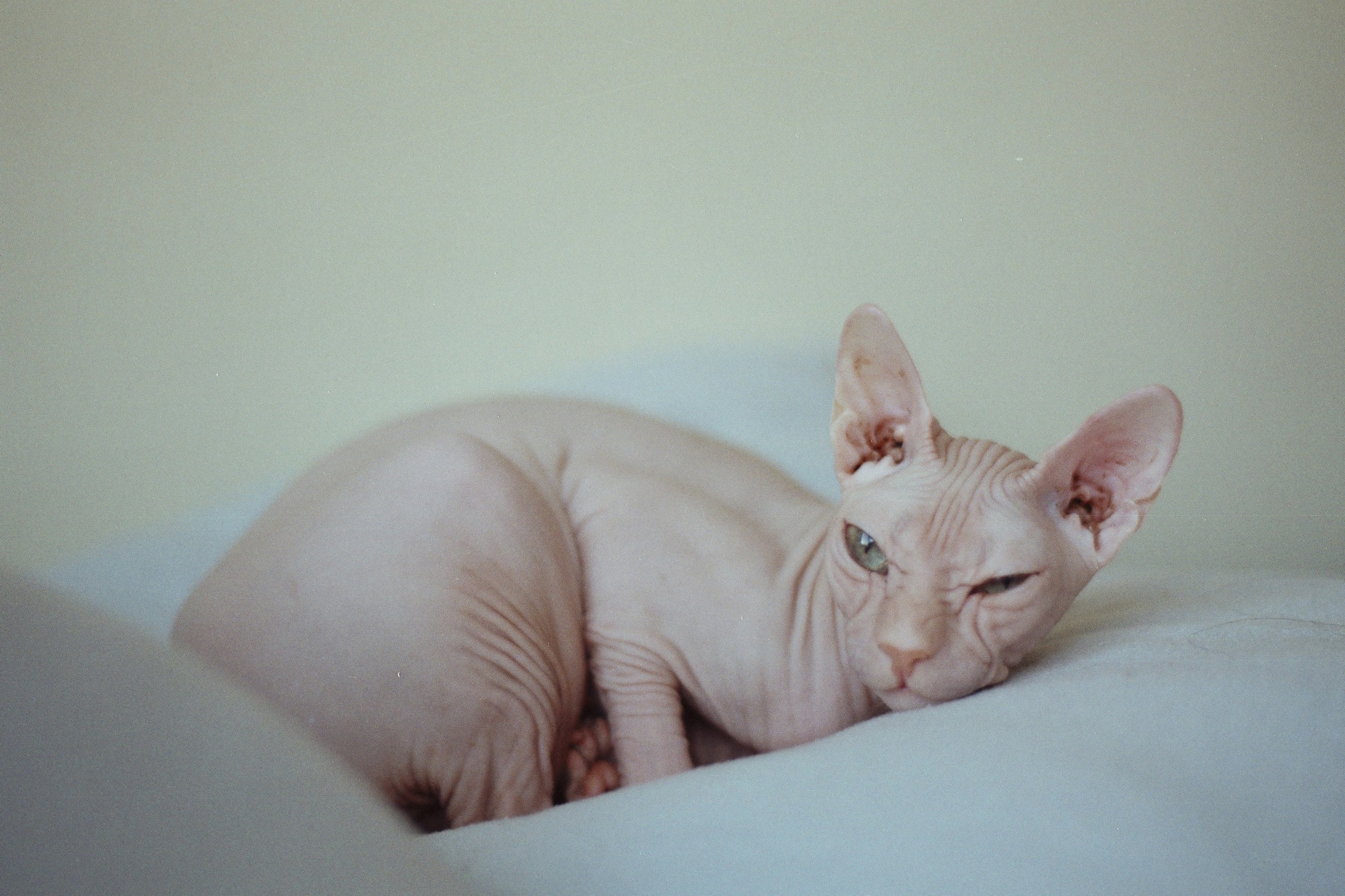 sleepy-sphynx-cat