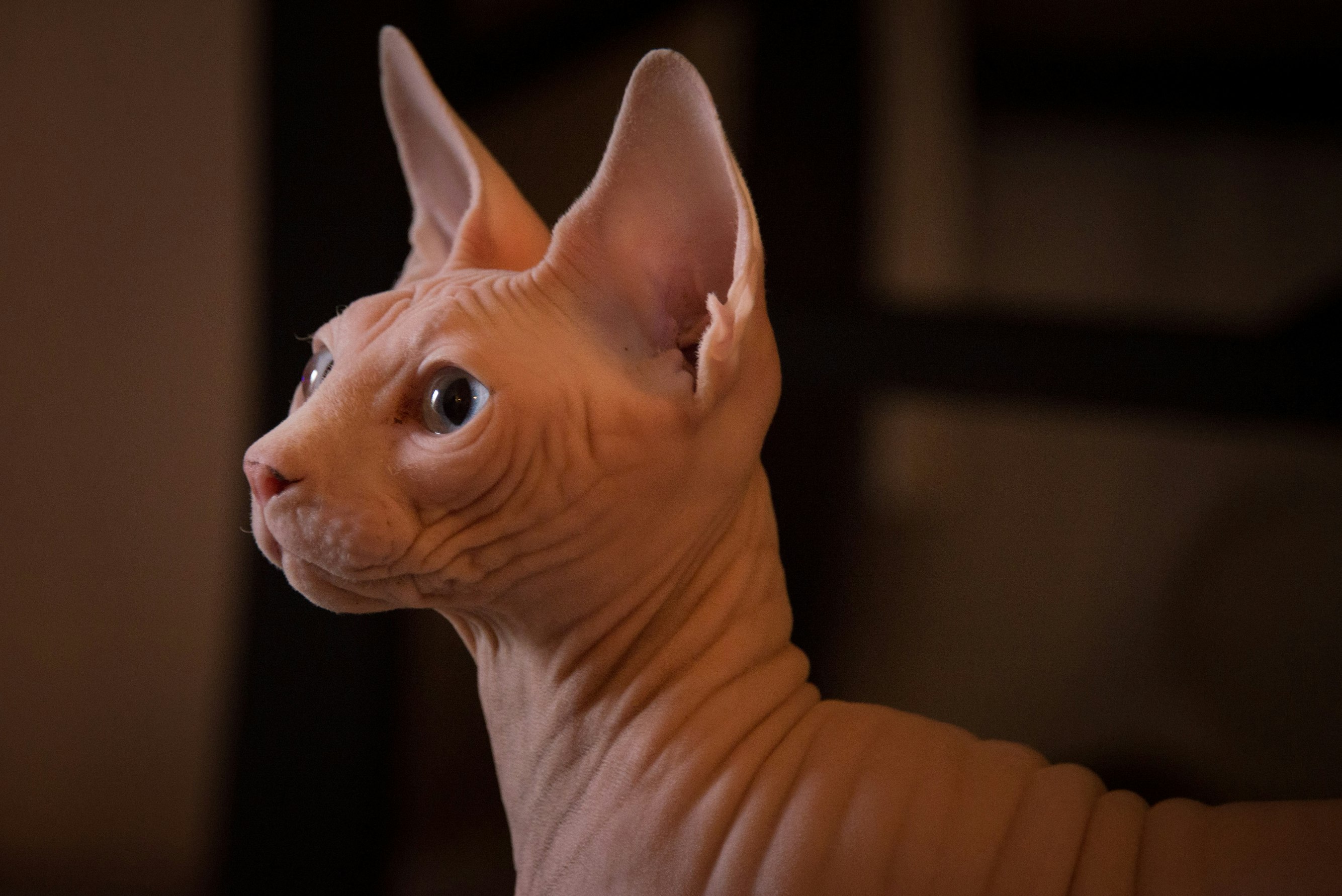 sphynx-cat