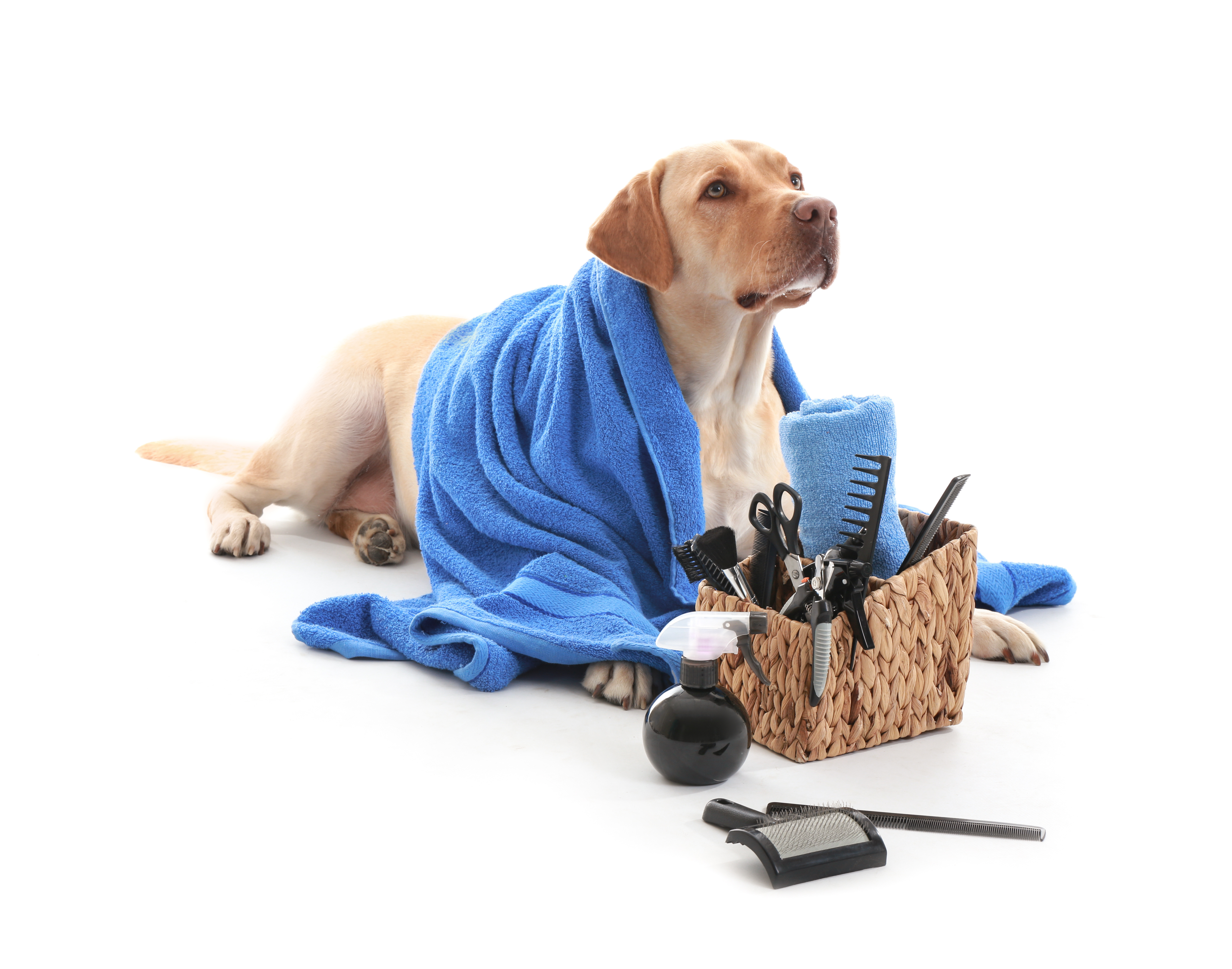 Flea and Tick Prevention for Dogs