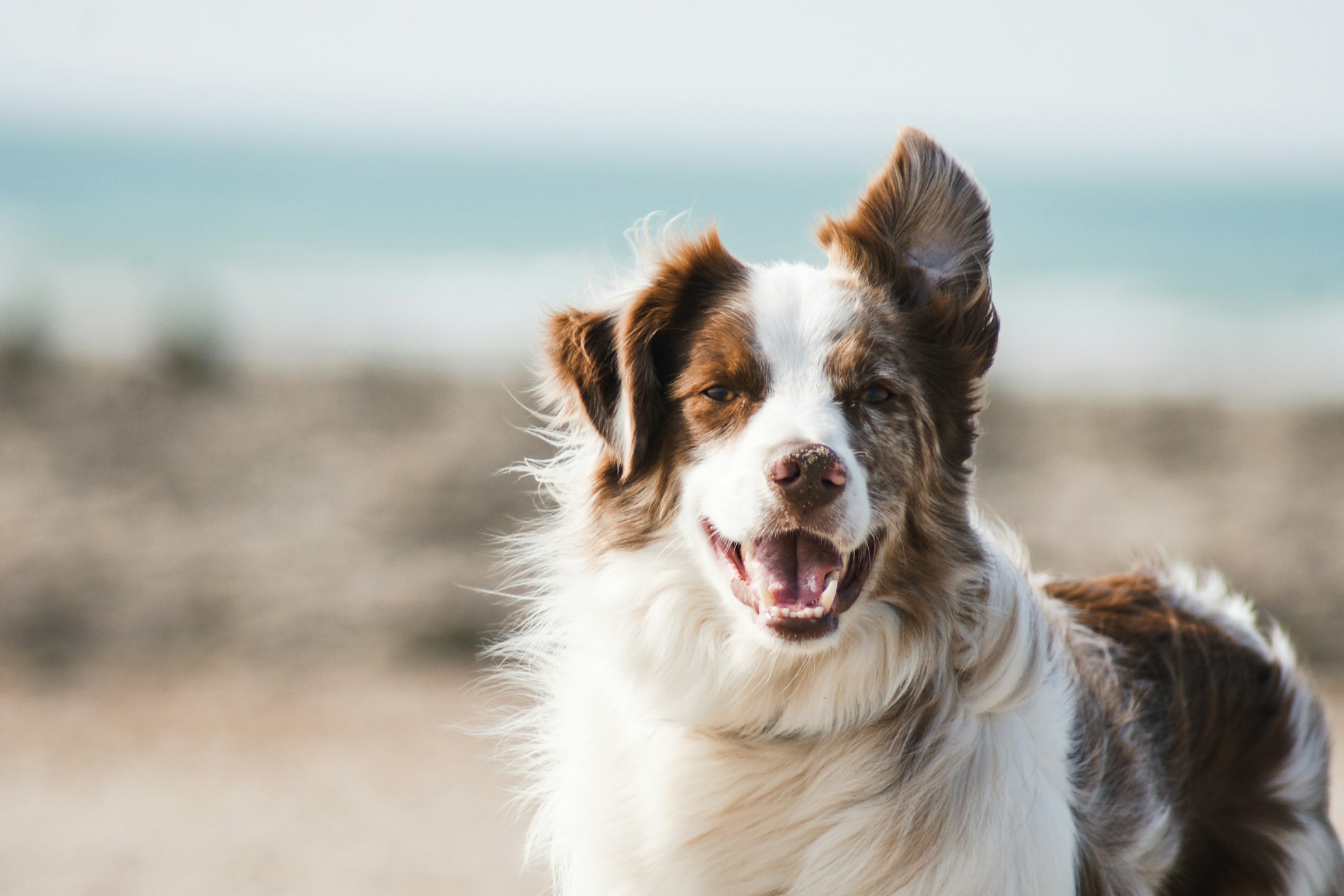 dog-beach