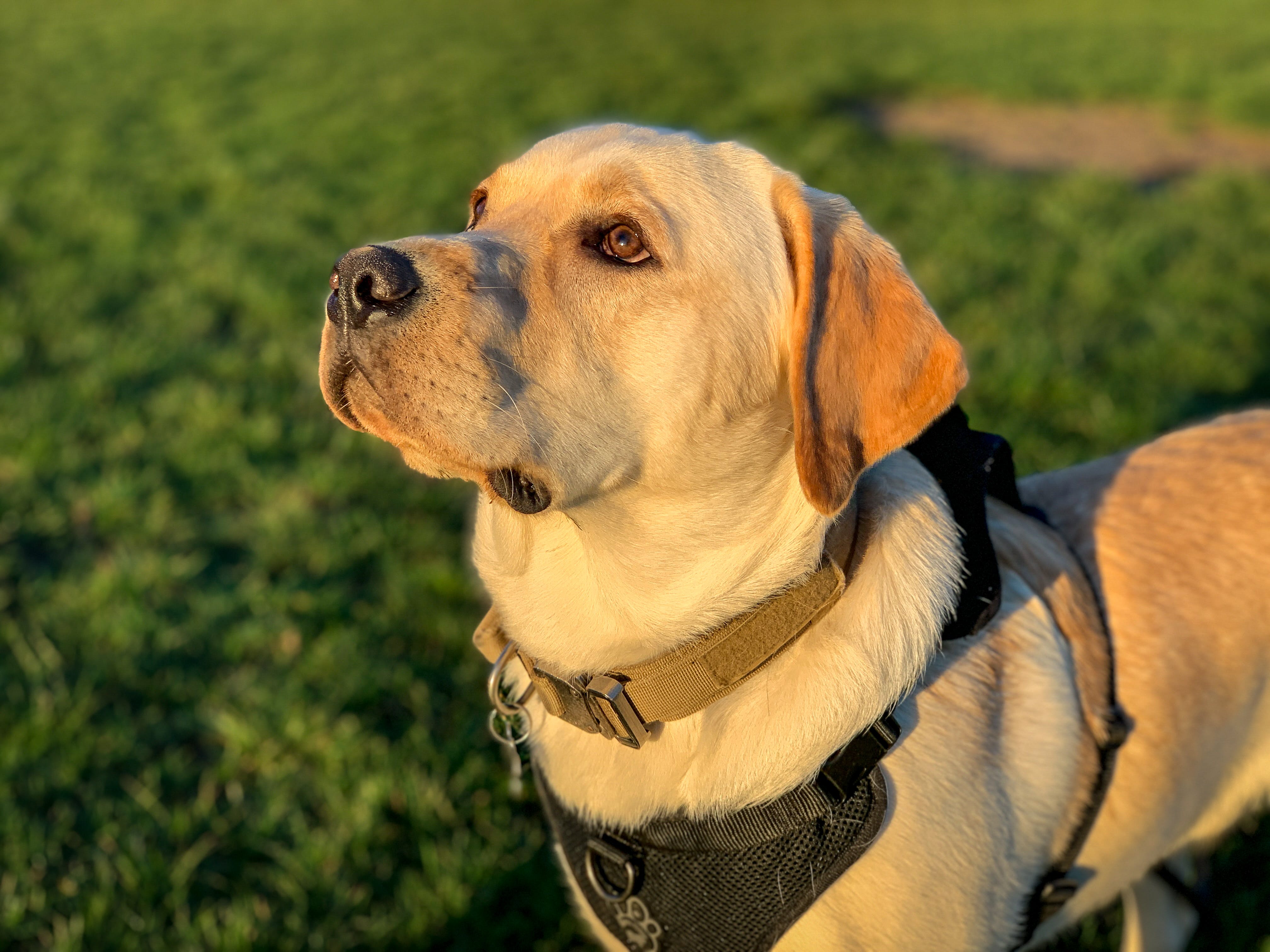 dog-looking-up