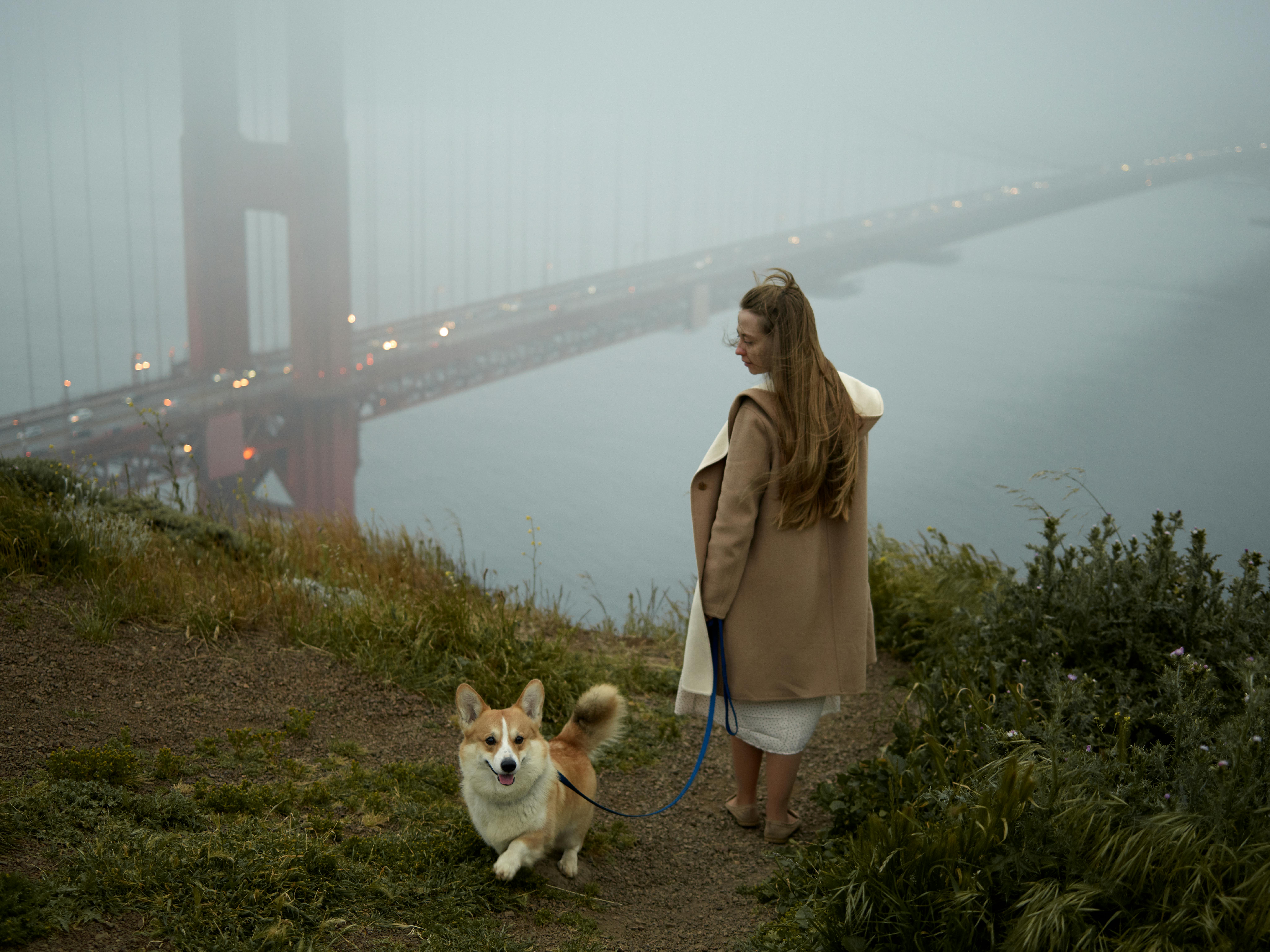 corgi-san-francisco