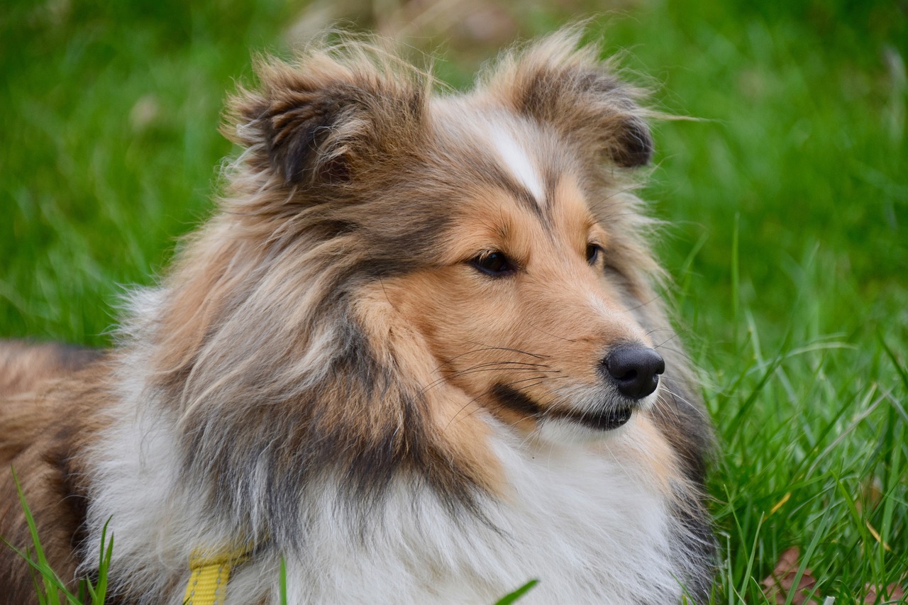 sheltie