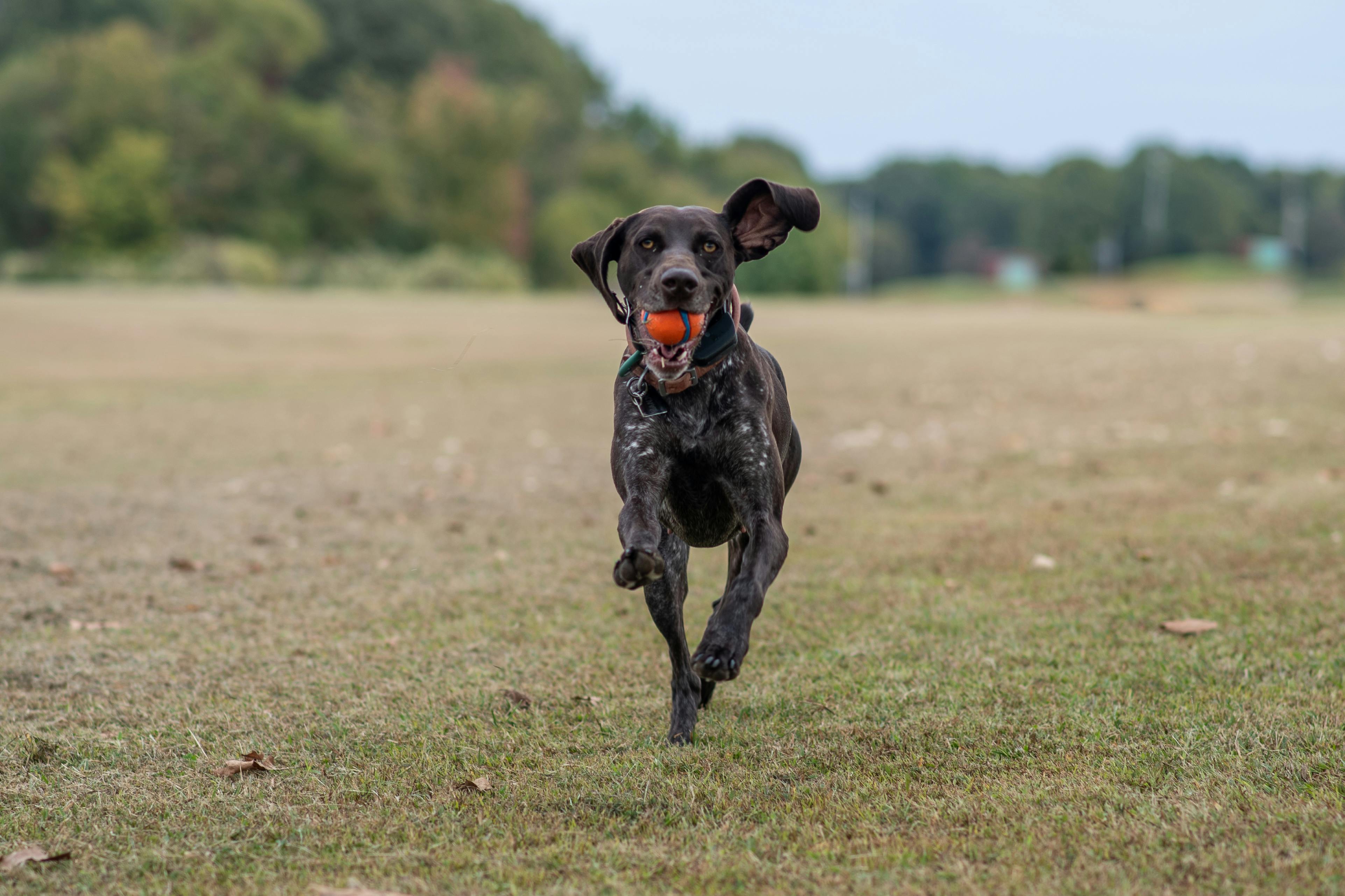 running-dog