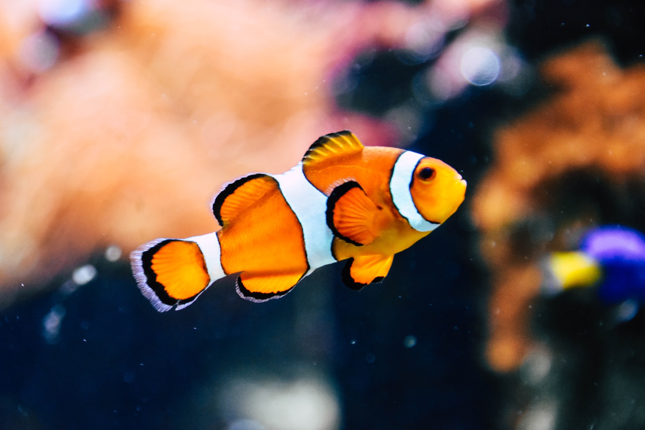 clownfish