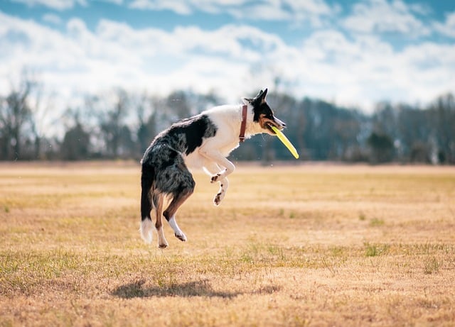 dog-frisbee