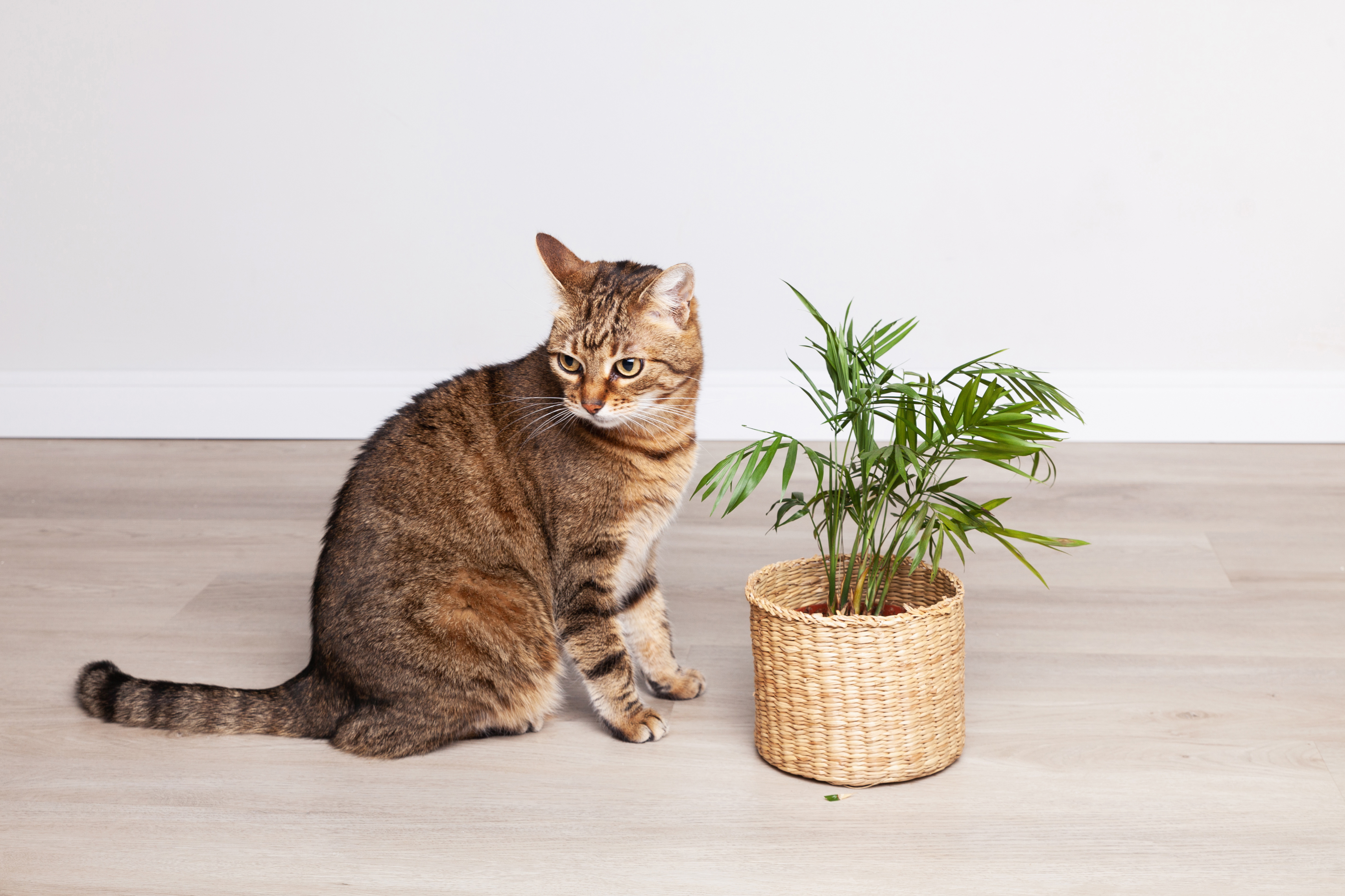 cat-plant