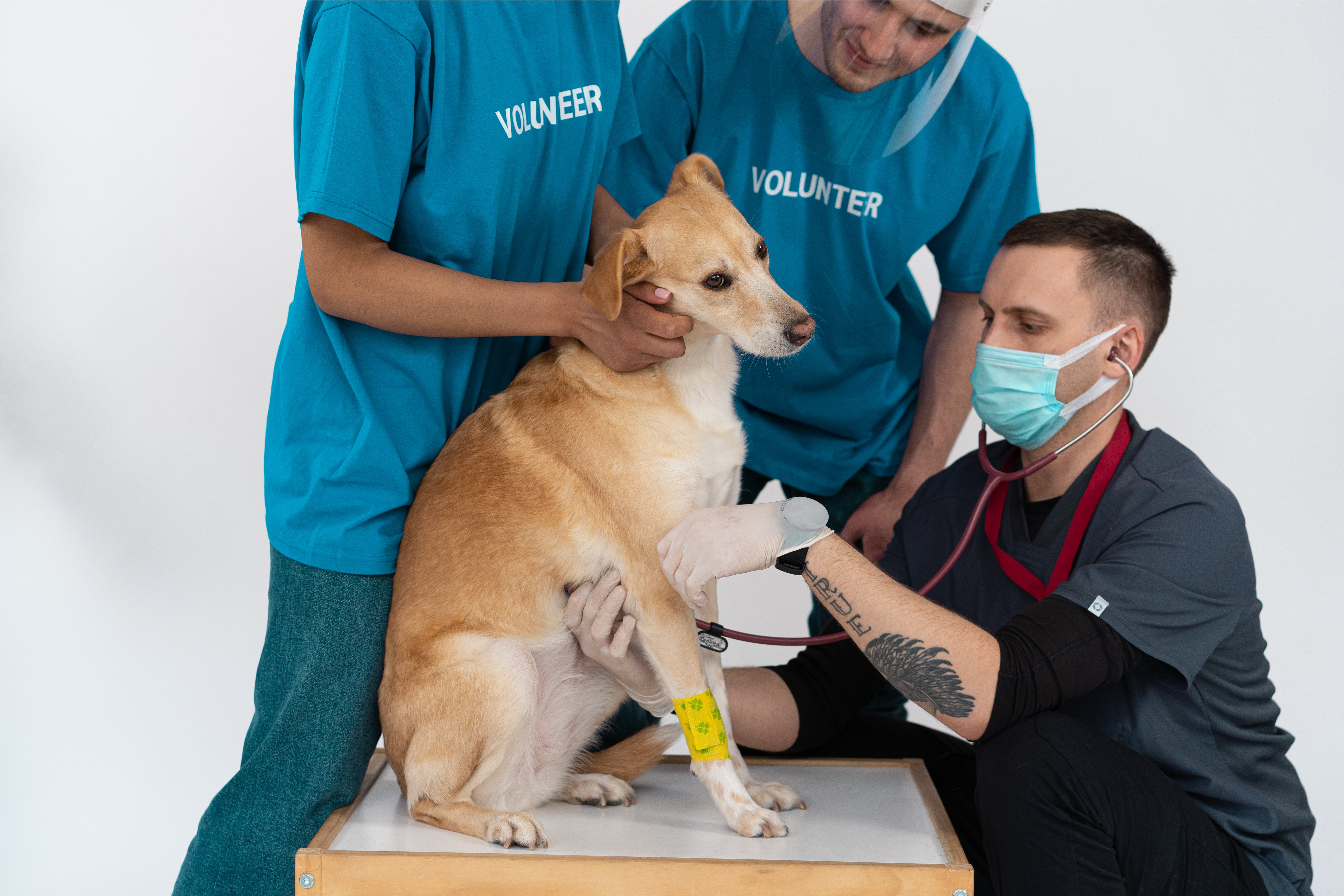 vet-volunteer-dog