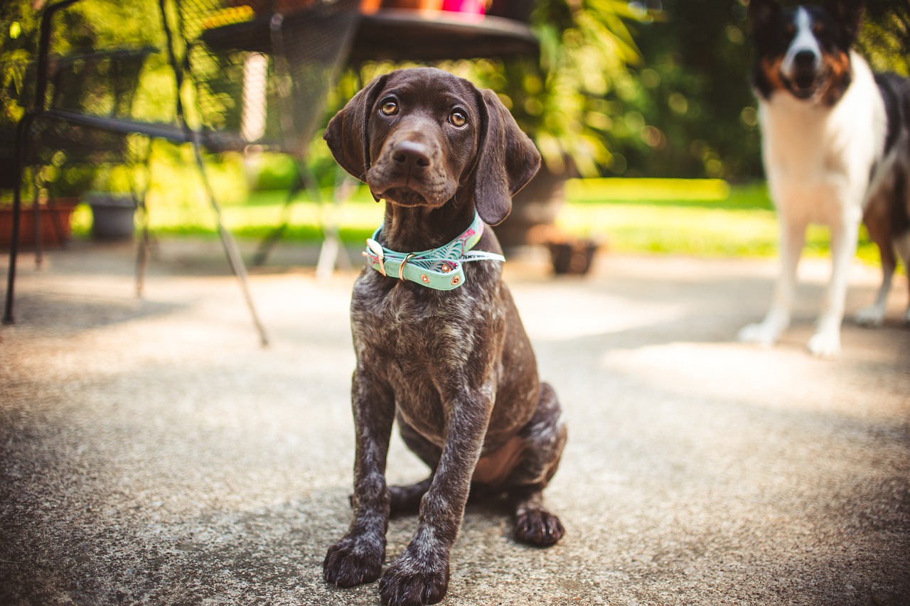 german-shorthaired-pointer