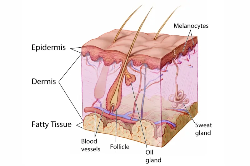 Layers of Skin
