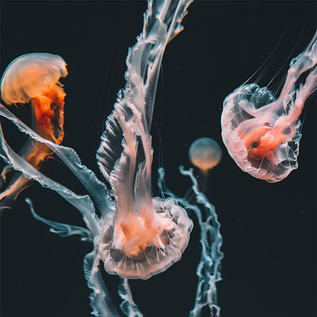 It’s Not Fitness. It’s Life. seastream desktop