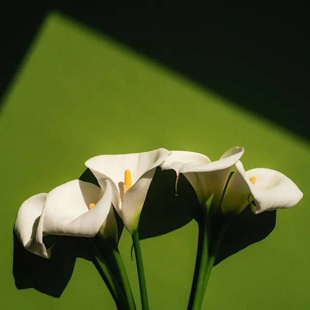 Unrivaled Group Fitness classes. Unparalleled Personal Training. Studios that inspire you to perform and luxury amenities that keep you feeling your best.