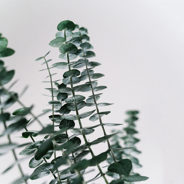 It’s Not Fitness. It’s Life. eucalyptus-desktop