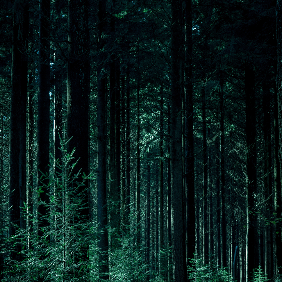 forest-min