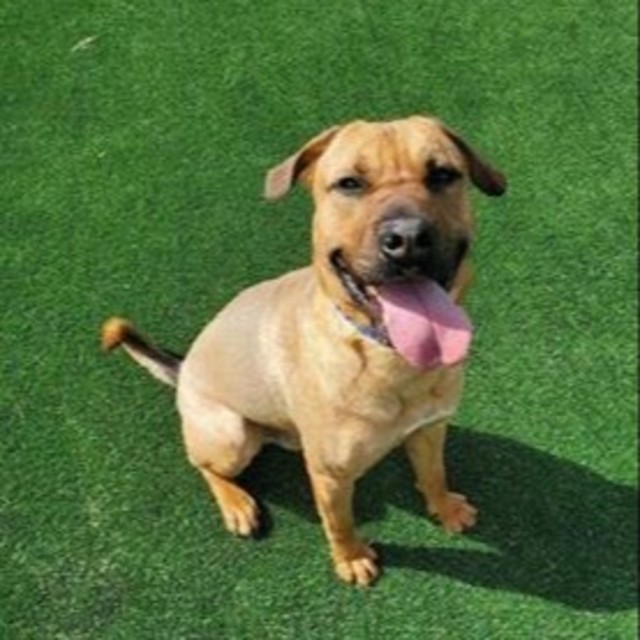 It’s Not Fitness. It’s Life. dog