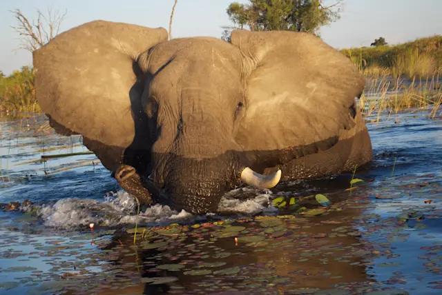 It’s Not Fitness. It’s Life. EQXM_EDT_INDIAGRE_ECO_FRIENDLY_HOTELS_23_395_elephant