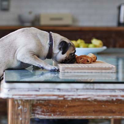 How Americans Decided Dogs Can’t Eat Grains