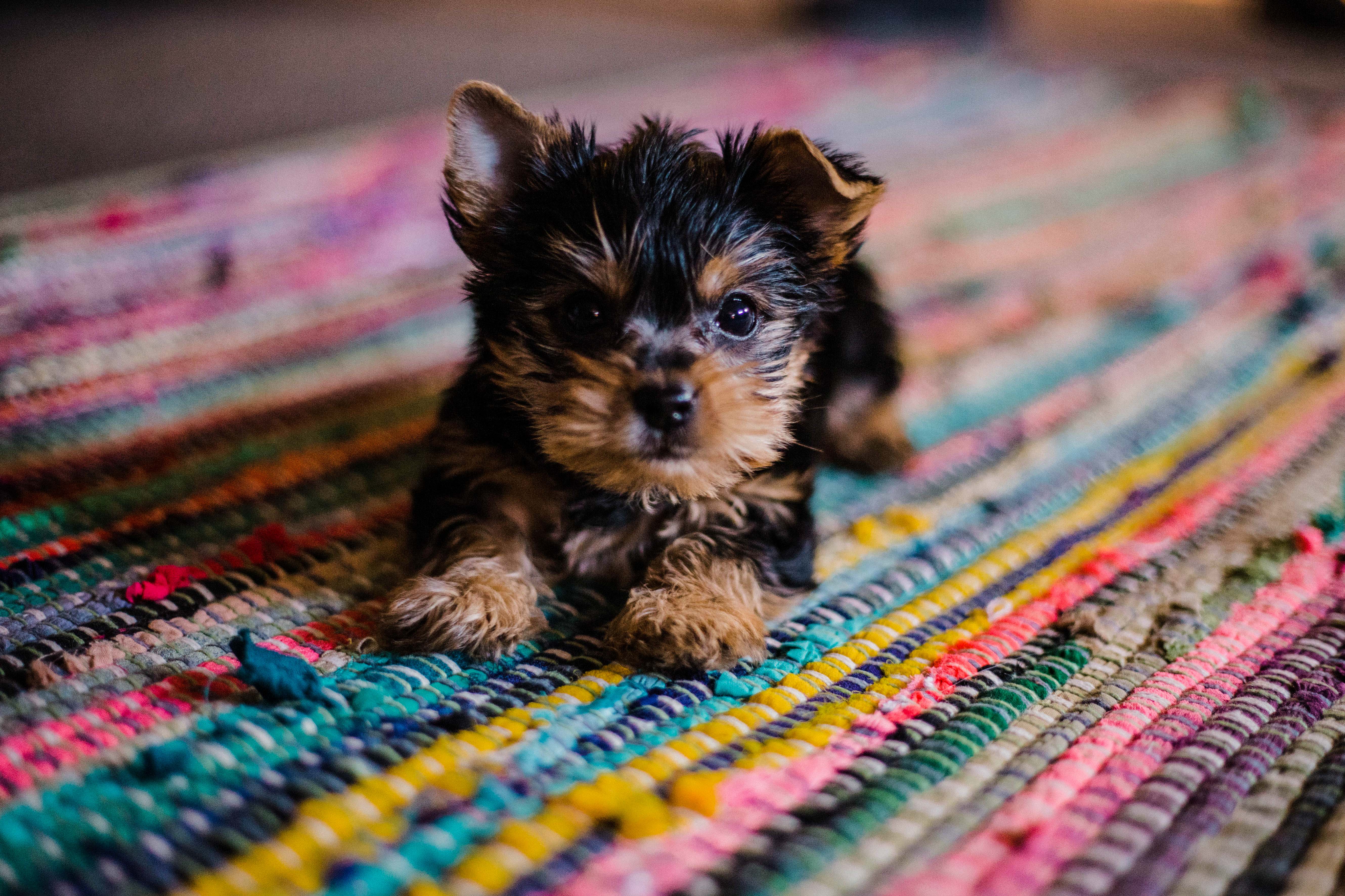 puppy on the carpet - caring for your pet through estate planning and last will and testament