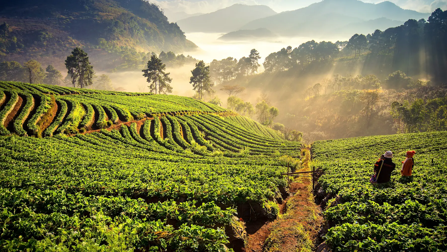 Chiang Mai