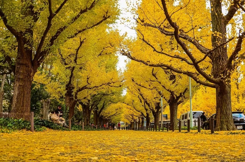 Guide to the 5 Best Autumn Spots in Tokyo - Pelago