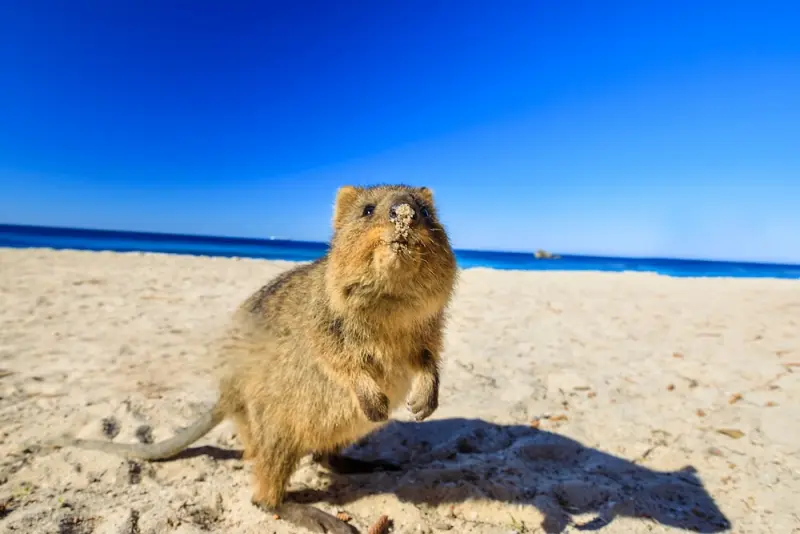 rottnest-island-quokka-pelago