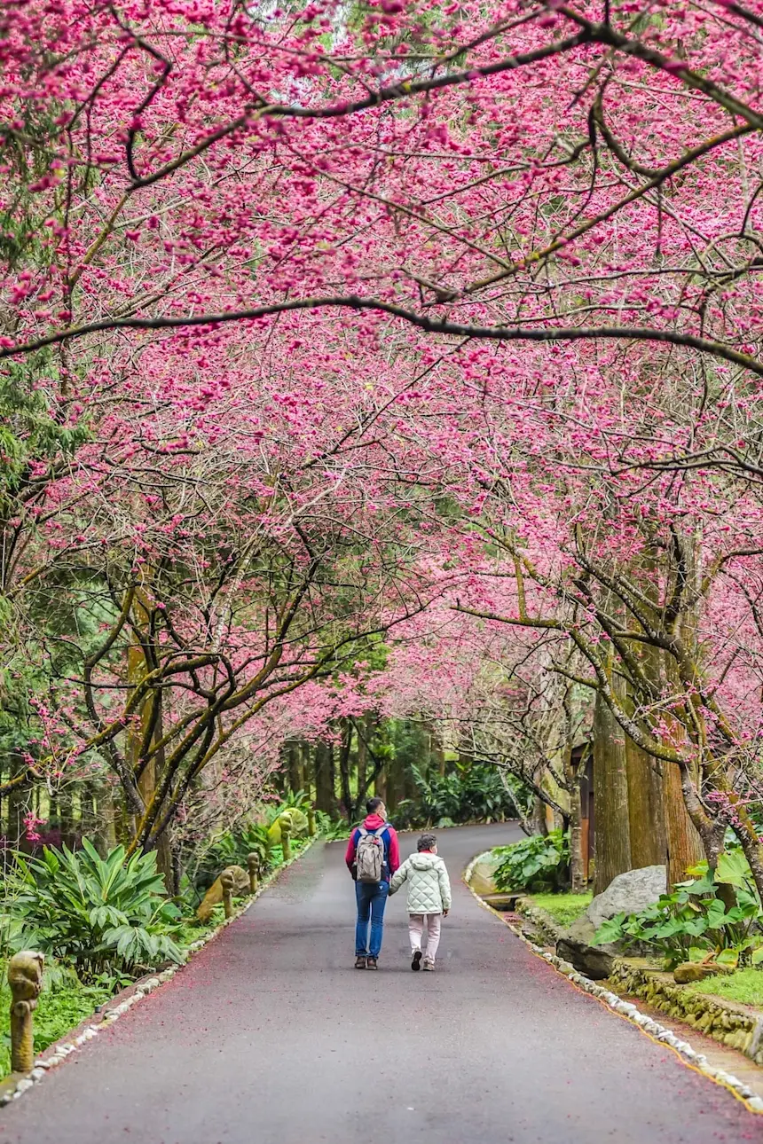Taiwan Cherry Blossom 2025: Top Spots & Best Times to Visit - Pelago