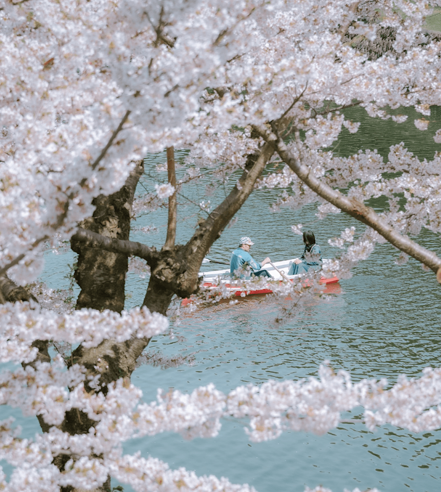 Cherry Blossom Season Japan 2025 Forecast: Best Times to Go (28 Feb Update)