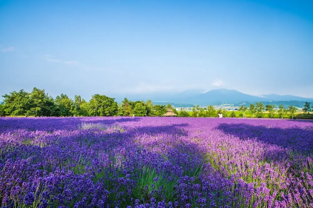 12 Bucket List Day Trips from Sapporo for Epic Fun Beyond Hokkaido’s ...