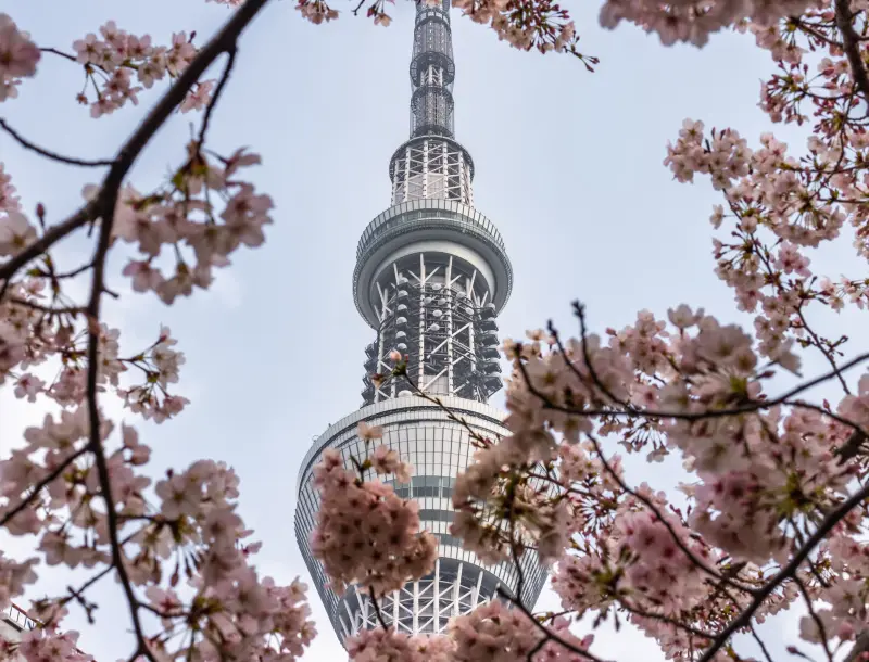 View of a tower through cherry blossoms-pelago