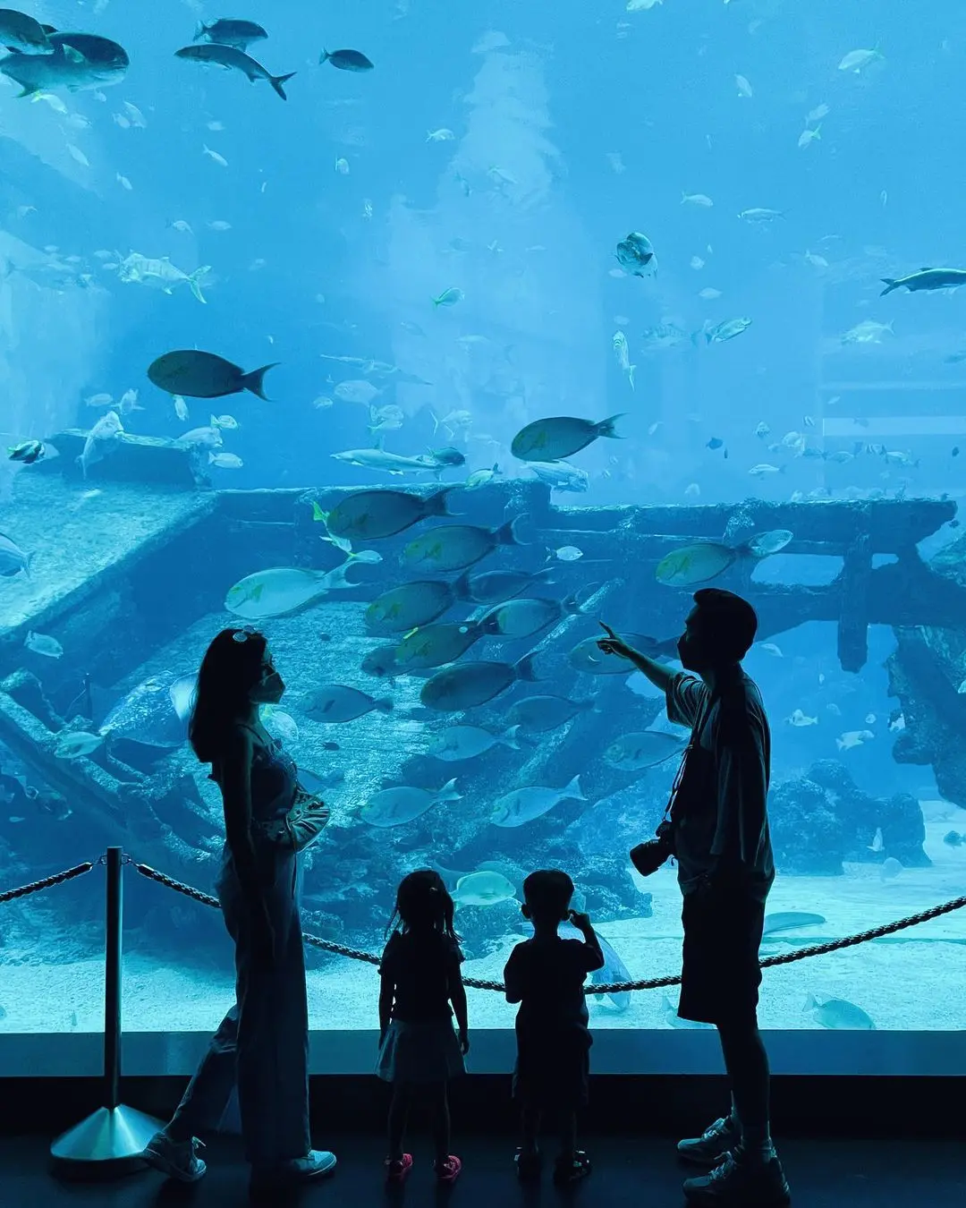A family enjoying at the SEA Aquarium watching the variety of colorful fishes | Sentosa Island Sea Aquarium