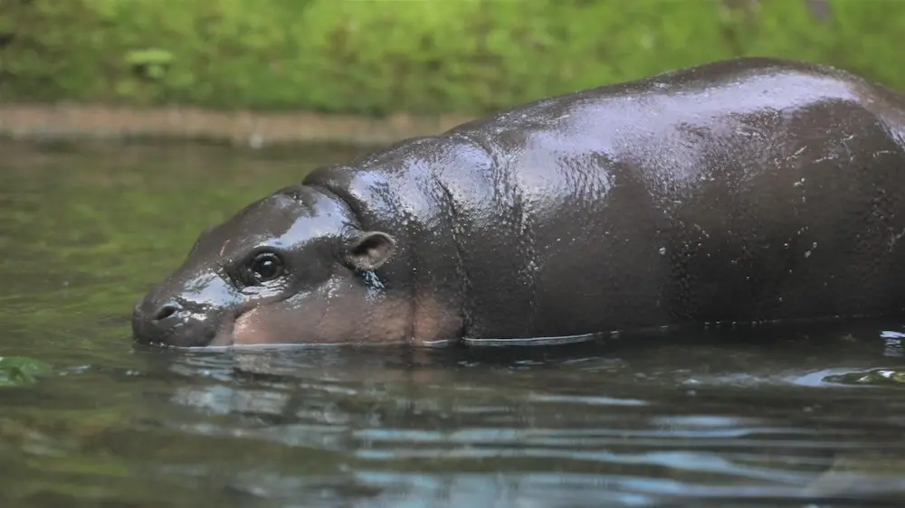 Cuteness Overload At Singapore's Wildlife Parks With Nearly 800 Babies Born