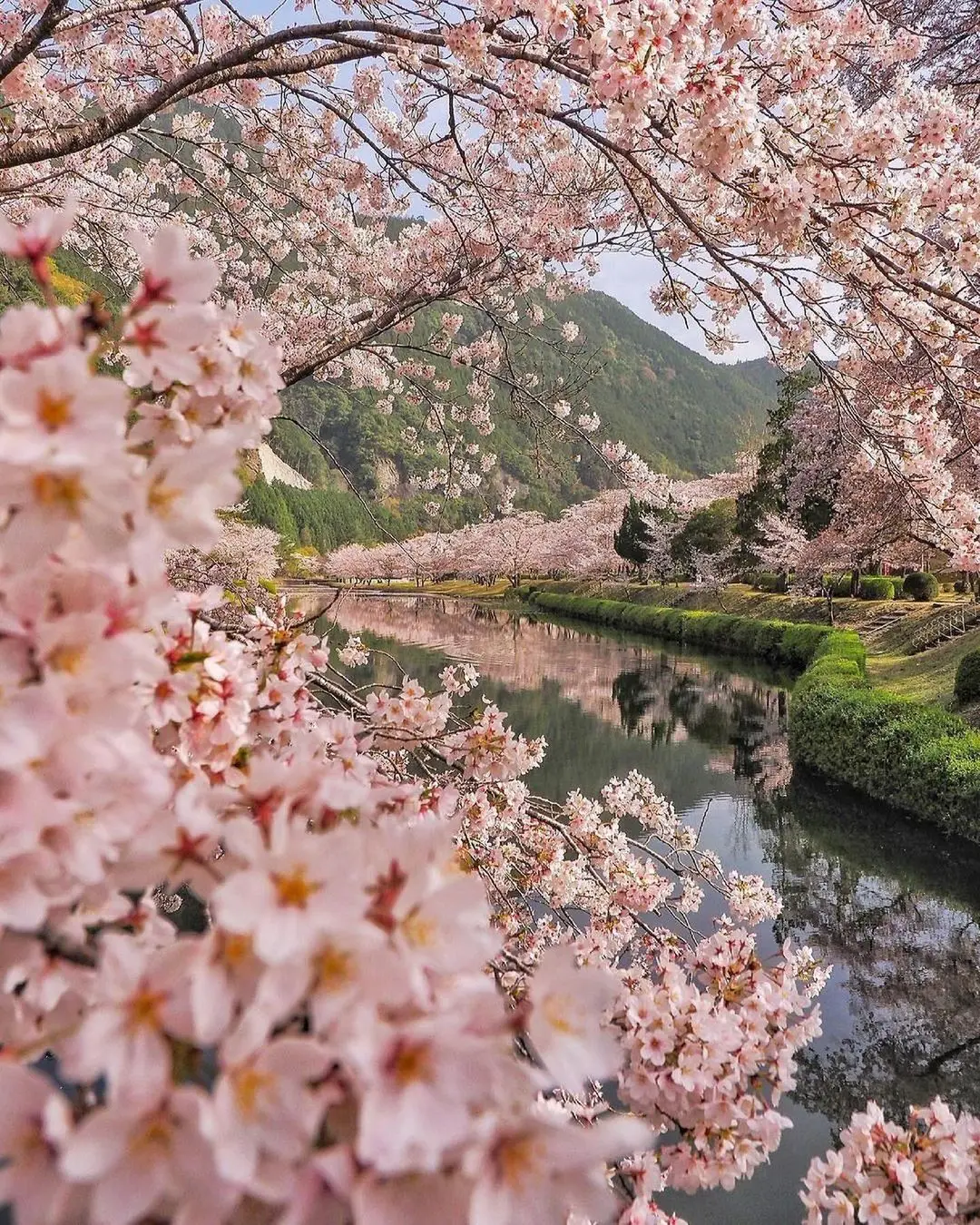 A beautiful view of Nara Park in Japan-pelago