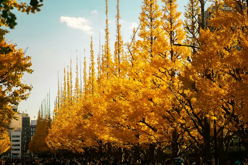 best-autumn-spots-in-tokyo