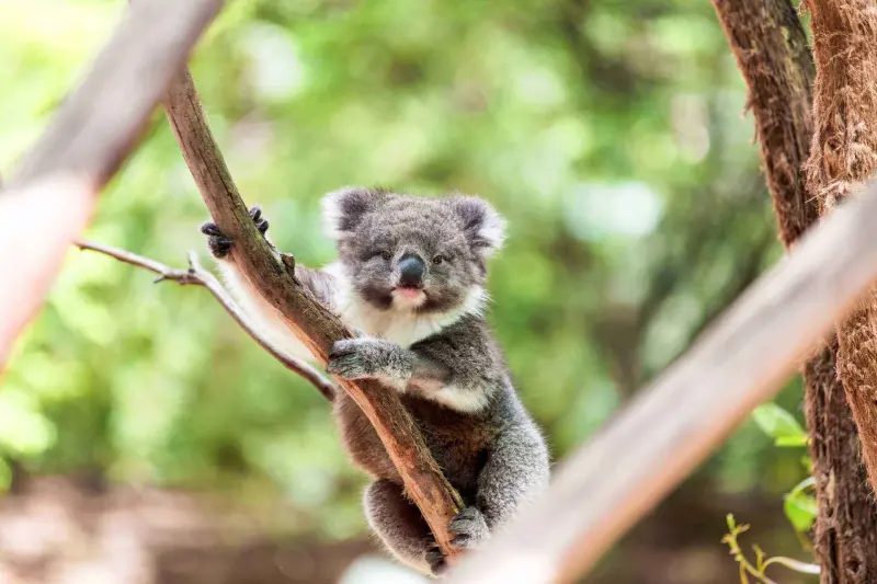 LEAD-top-koala-ity-wildlife-attractions-you-need-to-visit-in-cairns-resized