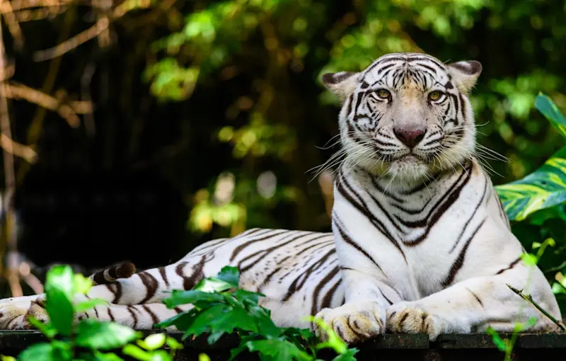 5 Best Zoos, Aquariums, & Parks in Bangkok for a Wild Time