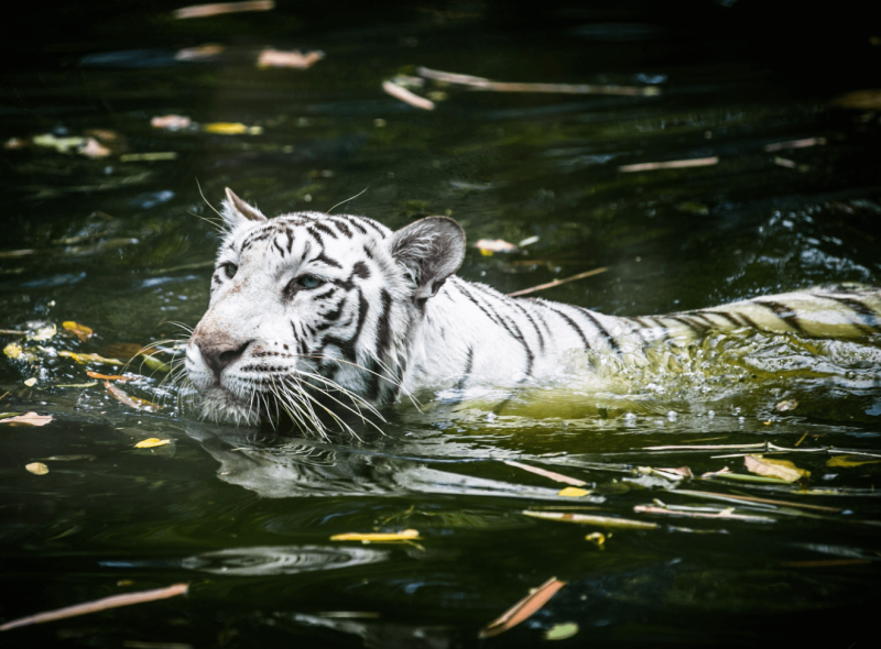 zoo-negara-malaysia-9