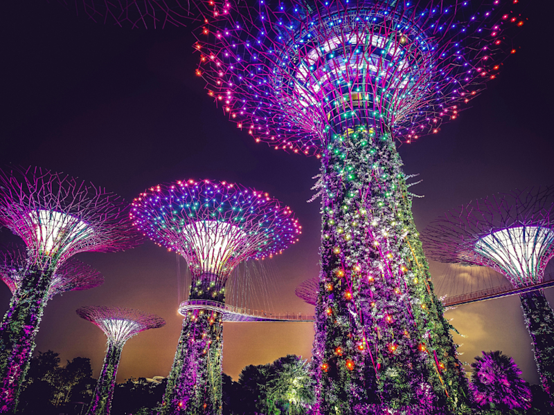 The SuperTrees lit at night at Gardens by the Bay