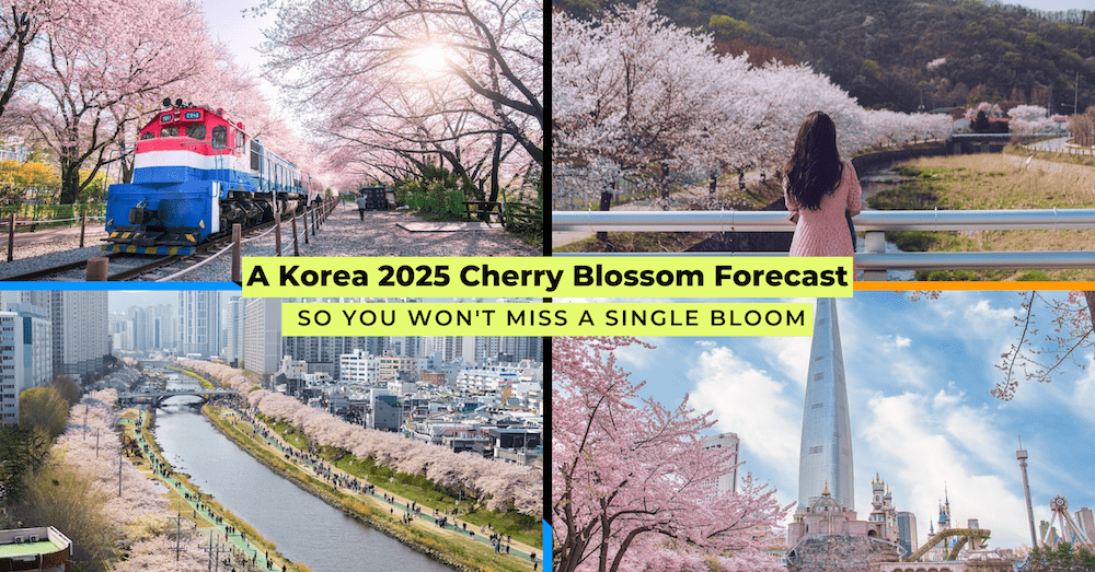 cherry-blossoms-in-korea-guide-pelago-lead
