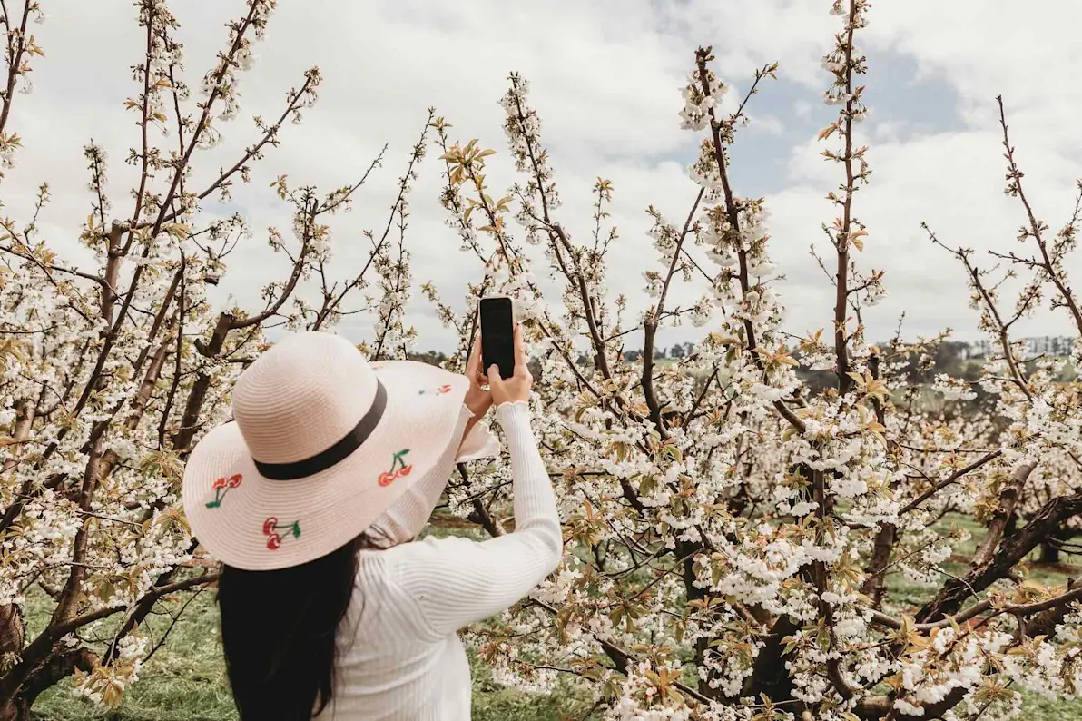 cherry-hill-orchards