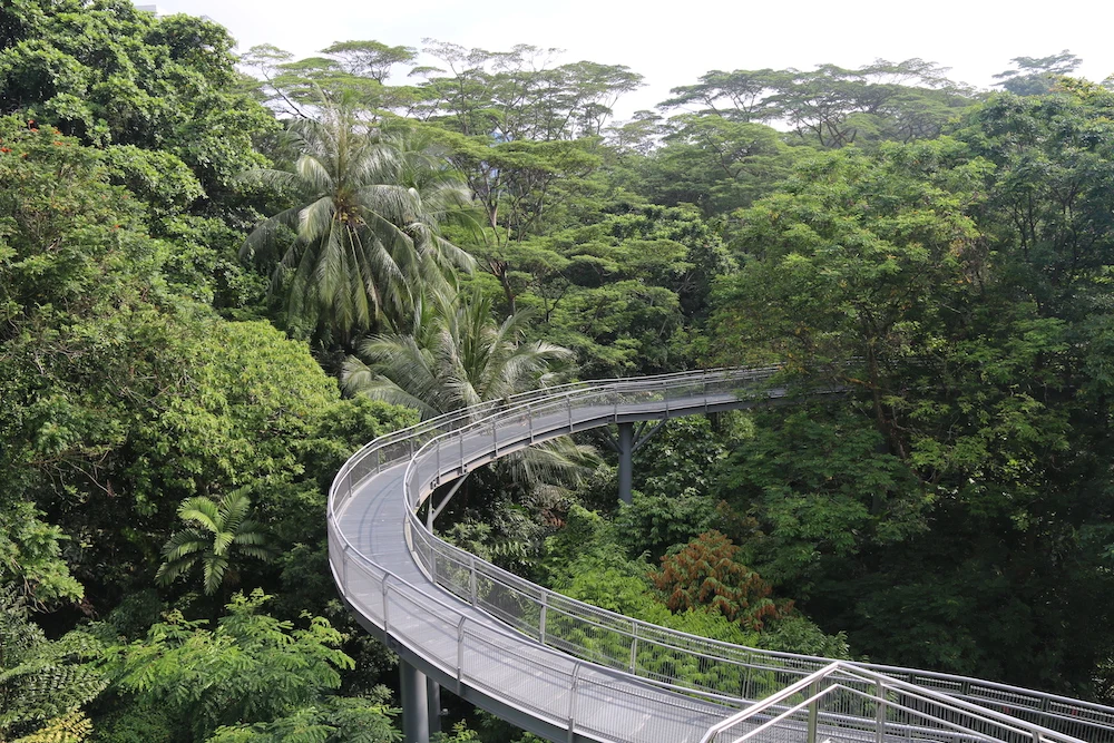 Tree,Top,Walk,,Tropical,Rainforest,,Southern,Ridges,,Singapore