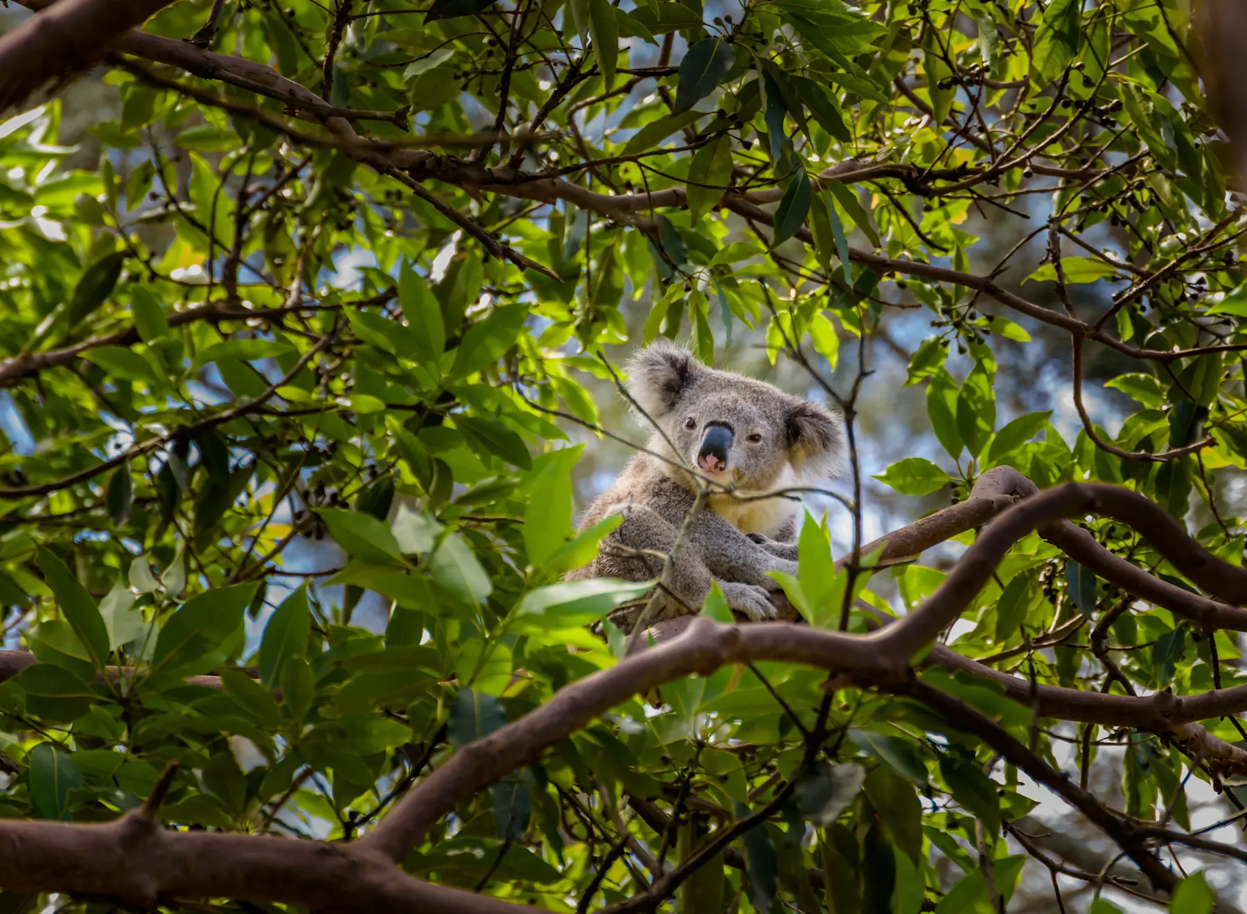 Brisbane