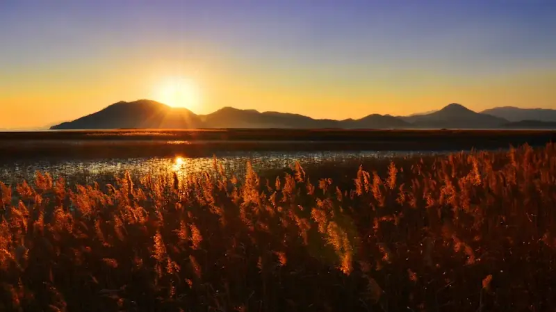 Reed,Fields,In,Suncheon,Bay,,South,Korea