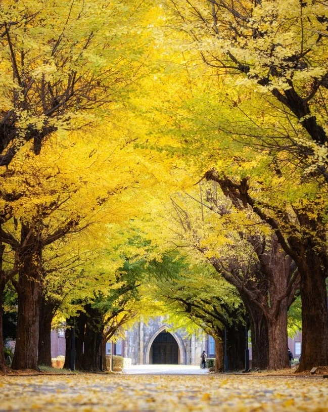 Fallen autumn leaves in Tokyo University-s ginkgo trees-lined avenue -pelago