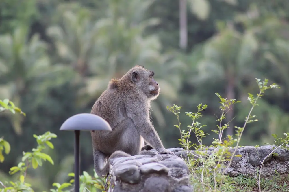 sacred-monkey-forest-sanctuary-1