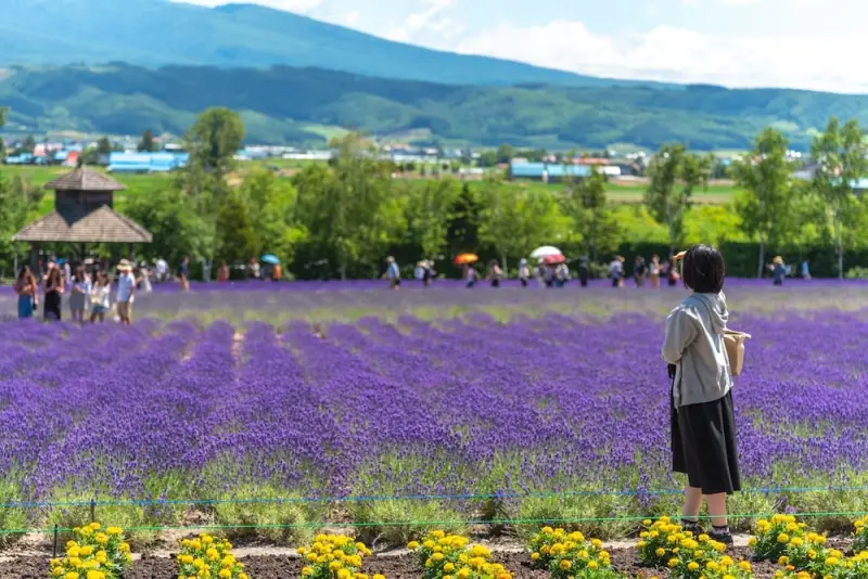 farm-tomita-hokkaido-pelago-lead-min