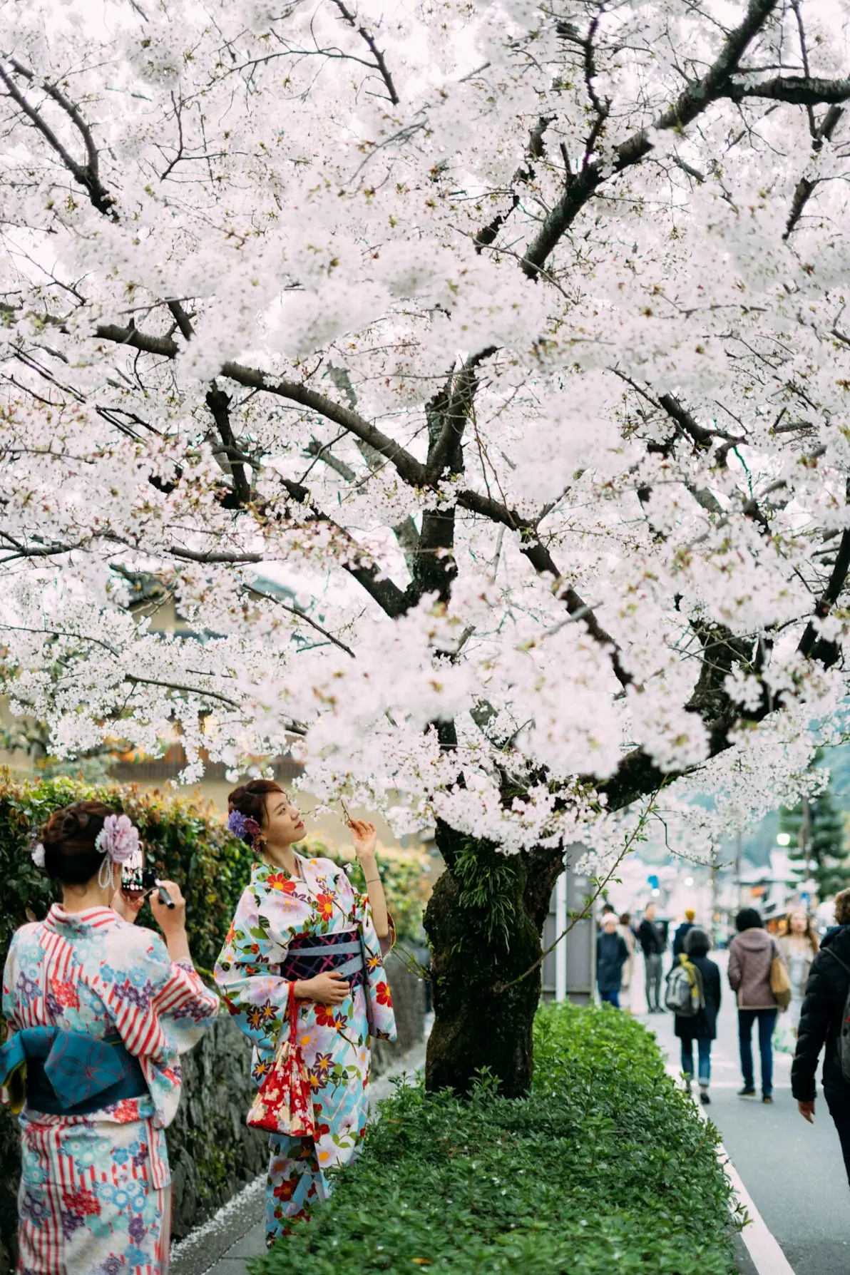 Cherry Blossom in Japan -Featured Image