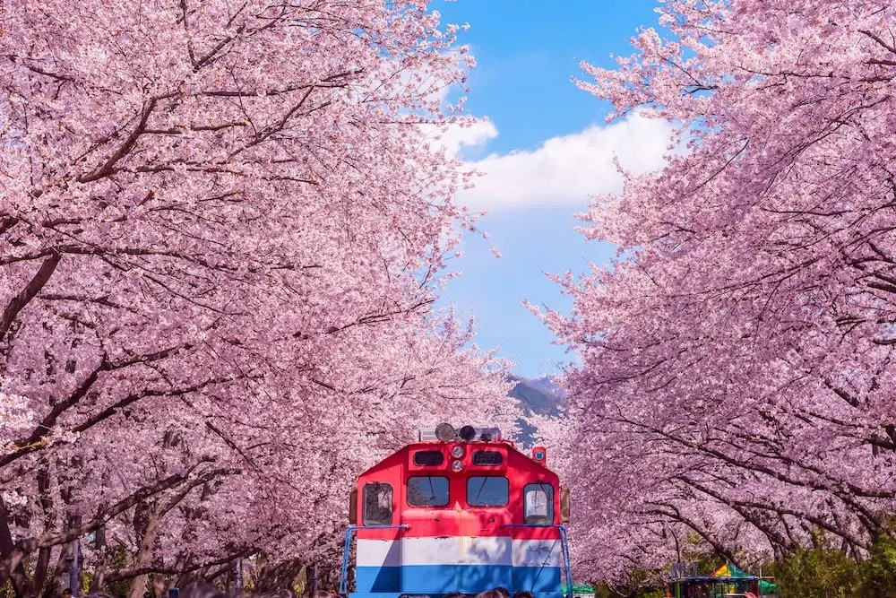 best-cherry-blossoms-in-seoul