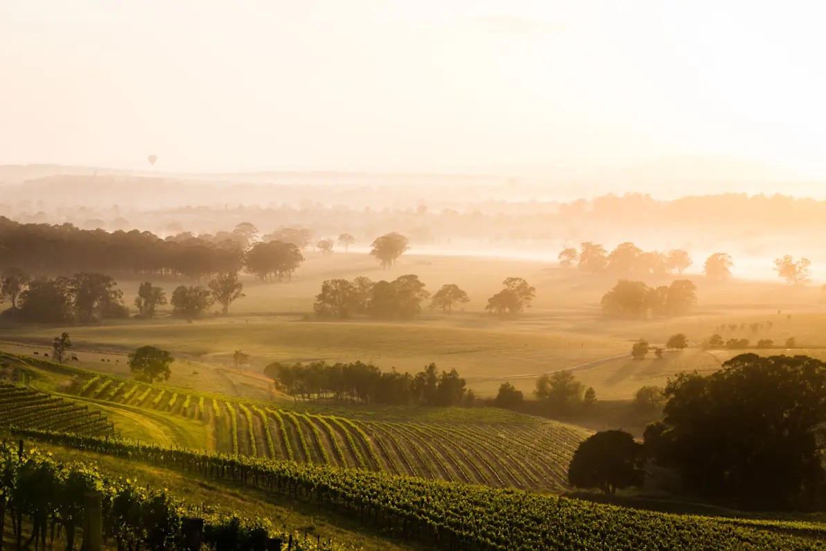 Sunrise,Over,Hunter,Valley,Vineyards